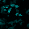 發展活體細胞品系追蹤的三色飛秒雷射光源 Photo 02
