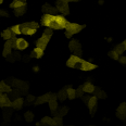 發展活體細胞品系追蹤的三色飛秒雷射光源 Photo 03